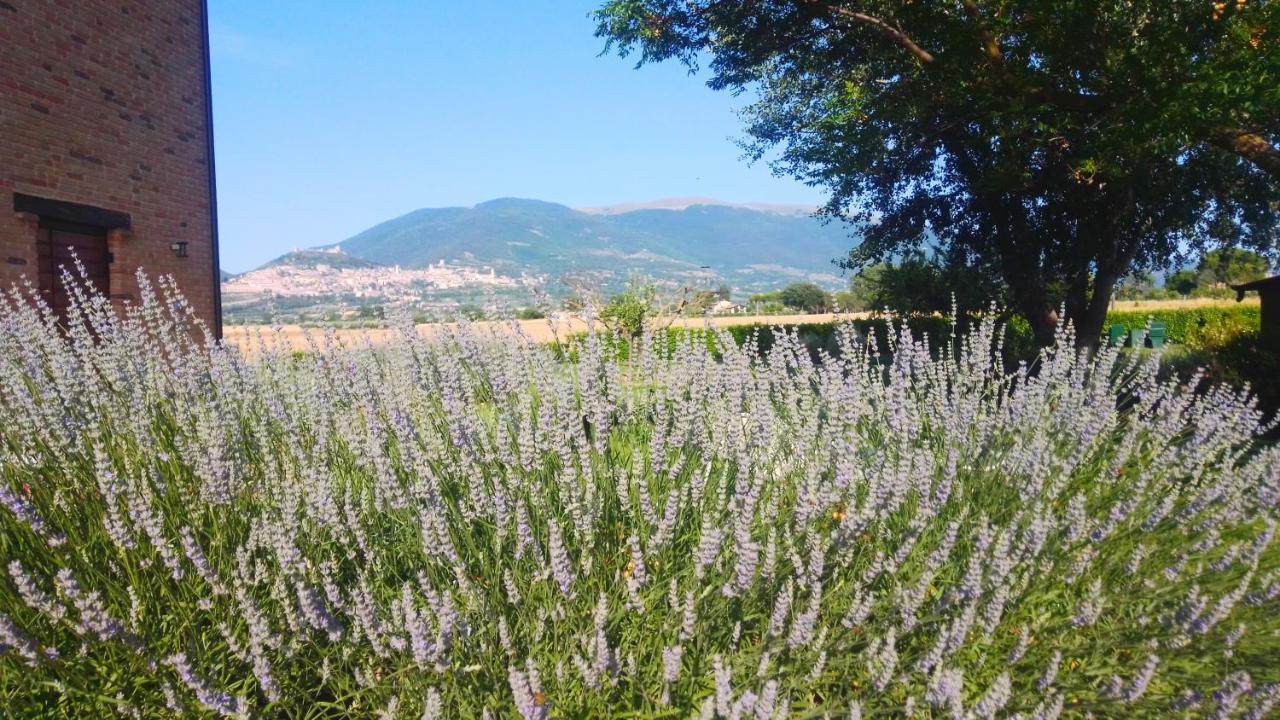 Assisium Agriturismo 外观 照片